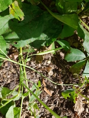 Brassica napus