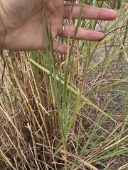 Bothriochloa
