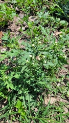 Parthenium confertum