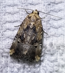 Elaphria chalcedonia