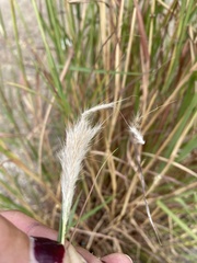 Bothriochloa