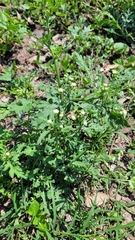 Parthenium confertum