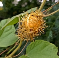 Passiflora foetida