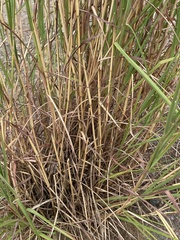 Bothriochloa