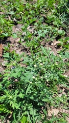 Parthenium confertum