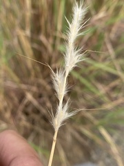 Bothriochloa