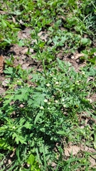 Parthenium confertum