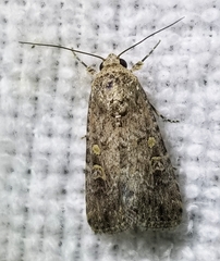 Spodoptera exigua