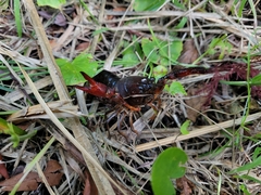 Procambarus clarkii