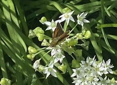 Polites themistocles