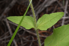 Arnica cordifolia