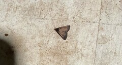 Tetanolita mynesalis