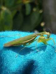 Odontomantis