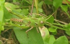 Oedaleus infernalis