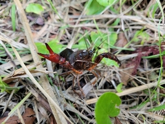 Procambarus clarkii