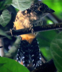 Hypoedaleus guttatus