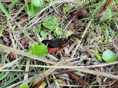 Procambarus clarkii