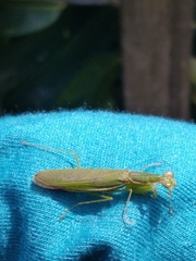 Odontomantis