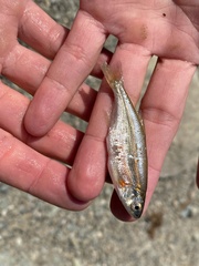 Richardsonius balteatus