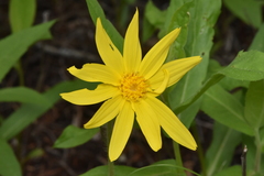 Arnica cordifolia