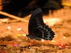 Papilio polymnestor
