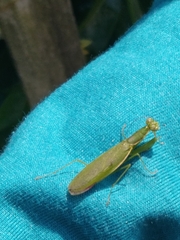 Odontomantis