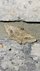 Frederickia s-signata