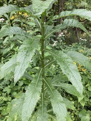 Erechtites hieraciifolius