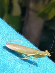 Odontomantis