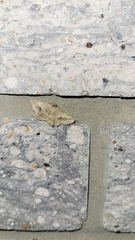 Frederickia s-signata