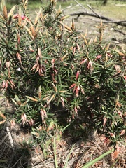 Stenanthera conostephioides