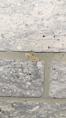 Frederickia s-signata