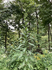 Erechtites hieraciifolius