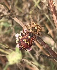 Codophila varia