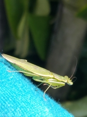 Odontomantis
