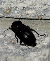 Harpalus caliginosus