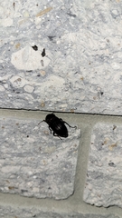 Harpalus caliginosus