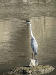 Ardea cocoi
