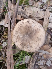 Amanita ochrophylla