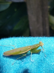 Odontomantis