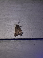 Mythimna unipuncta
