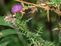 Carduus acanthoides
