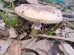 Amanita ochrophylla