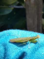 Odontomantis