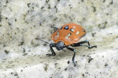 Poecilocoris druraei