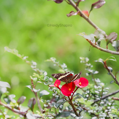 Anartia fatima