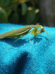 Odontomantis