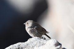 Geospizopsis unicolor