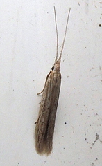 Coleophora quadruplex