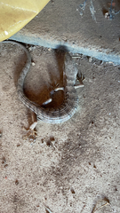 Elgaria multicarinata